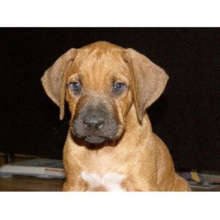 rocky mountain golden retriever rescue plott house golden retriever mix breeds picture rocky mountain golden retriever rescue plott house golden retriever mix breeds picture