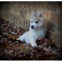 Mirage Siberians Siberian Husky breeder