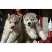 Seraphic Siberians Siberian Husky breeder