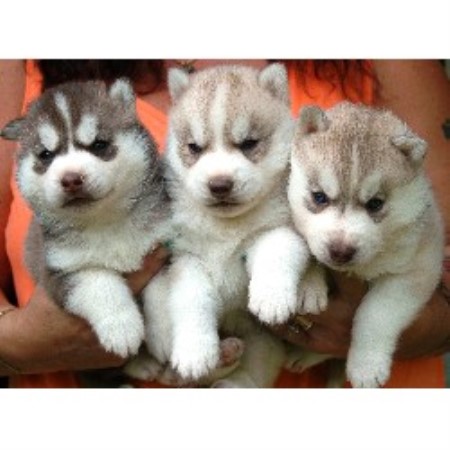 Siberian Husky Breeder 20928