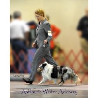 Ashlaur Shelties Shetland Sheepdog breeder