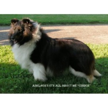 Shetland Sheepdog Breeder 20934