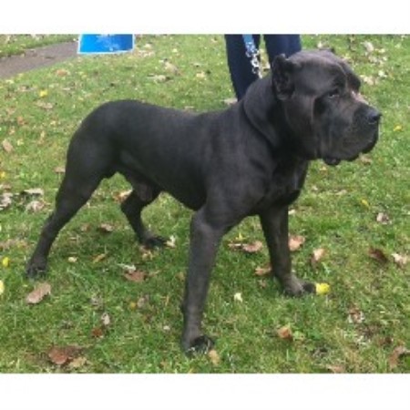 Llj Cane Corso Cane Corso Breeder In Akron Ohio