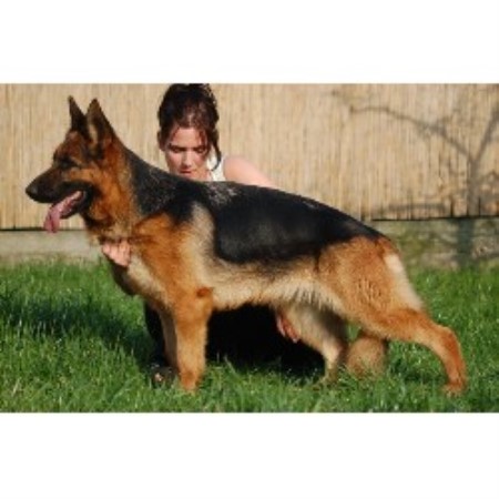 German Shepherd Dog Breeder 20967