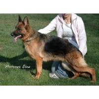 Zwinger vom Roten Wald German Shepherds German Shepherd Dog for breeder