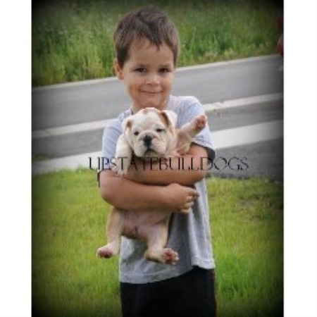 English Bulldog Breeder 20979