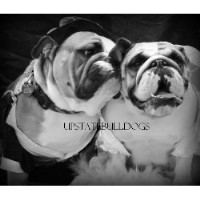 Upstatebulldogs English Bulldog for breeder