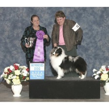 Twin Cedar Shelties