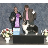 Twin Cedar Shelties Shetland Sheepdog breeder