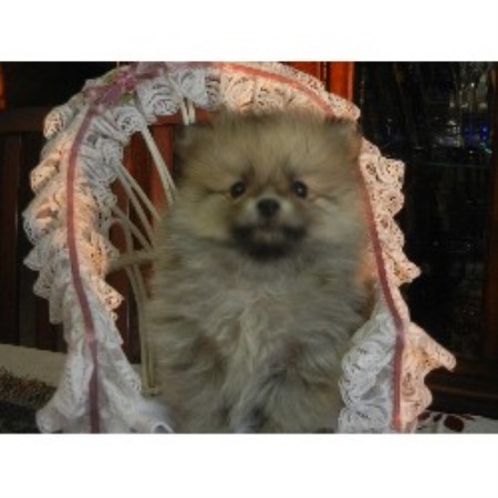 pomeranian rescue ontario rainbowland pom s pomeranian breeder in cambridge ontario pomeranian rescue ontario rainbowland pom s pomeranian breeder in cambridge ontario