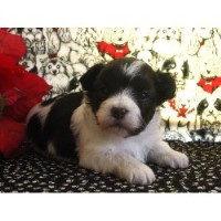 Tj's Precious Designer Breeds Maltese breeder