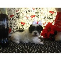 Tj's Precious Designer Breeds Poodle Toy breeder