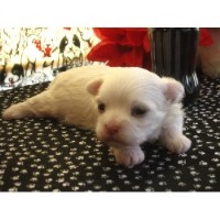 Tj's Precious Designer Breeds Maltese breeder