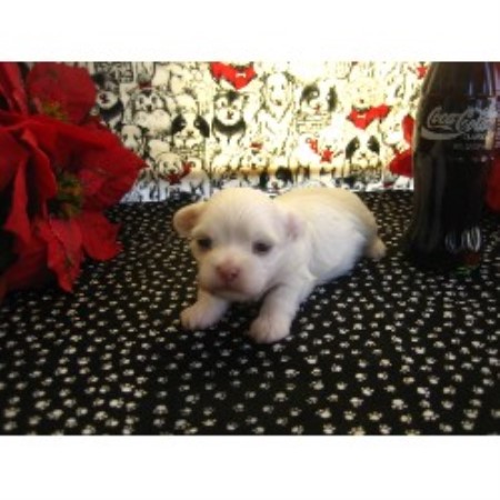 Maltese Breeder 21001