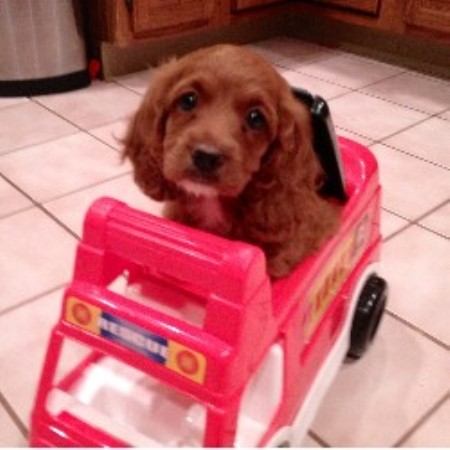 Eden Orchards American Cockapoos Cockapoo Breeder In Waretown New Jersey