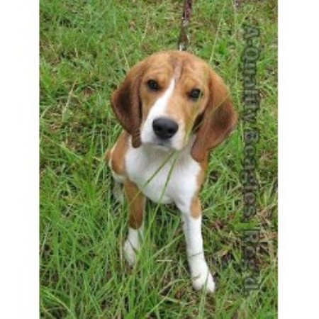 short acres beagles