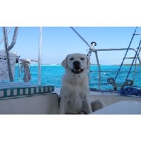 Spirit Oaks Labrador Retrievers Labrador Retriever breeder