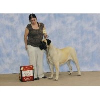 Miramont Mastiffs Mastiff breeder