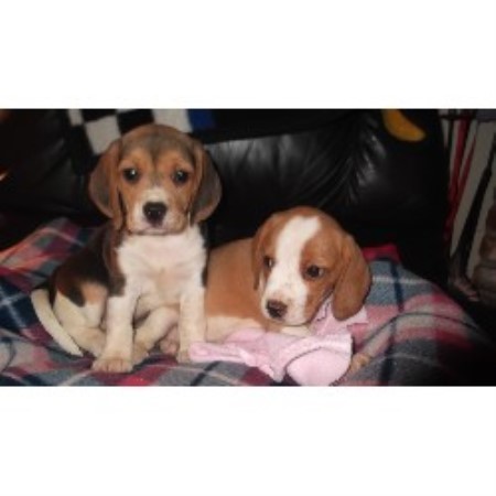 Pilcher's Pups , Beagle Breeder in Fresno, California
