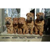 Dragon Sharpei Chinese Shar Pei breeder