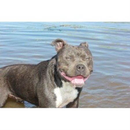 pitbull puppies oregon dejah bleu kennels american pit bull terrier breeder in cave junction oregon pitbull puppies oregon dejah bleu kennels american pit bull terrier breeder in cave junction oregon
