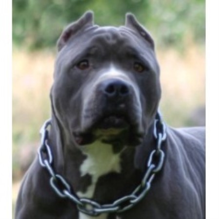 bleu oregon bull pit terrier kennels american dejah breeders breeder junction cave dog