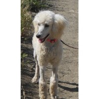 Bay Rock Poodles Poodle Standard breeder