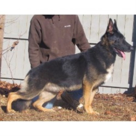 blue ridge german shepherds