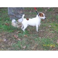 NC Jacks Are Us Jack Russell Terrier breeder