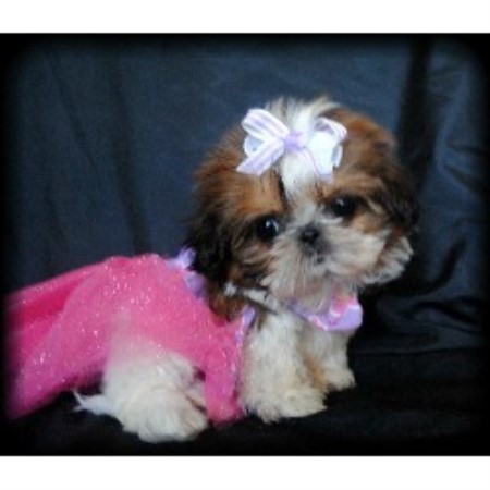 Beautys Tiny Shih Tzu Shih Tzu Breeder In San Jose California