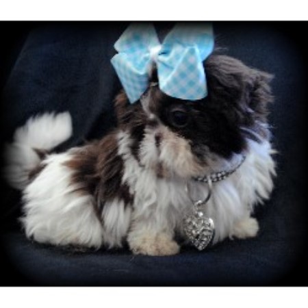 shih tzu breeder california beautys tiny shih tzu shih tzu breeder in san jose california shih tzu breeder california beautys tiny shih tzu shih tzu breeder in san jose california