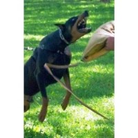 Defensive Dobermans Doberman Pinscher breeder
