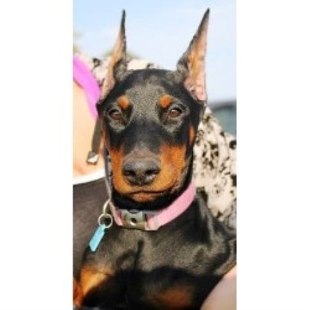 Doberman Pinscher Breeder 21161