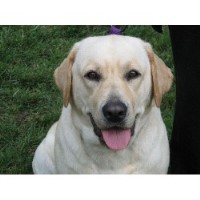 North Mills Labrador Labrador Retriever breeder
