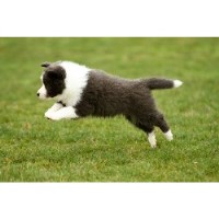 Powerhouse Border Collie breeder