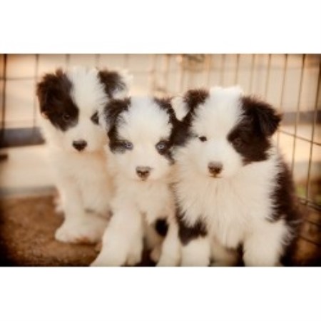 Border Collie Breeder 21176