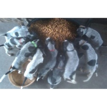 blue tick hound puppies for sale near me house of blueticks bluetick coonhound breeder in plant city florida blue tick hound puppies for sale near me house of blueticks bluetick coonhound breeder in plant city florida