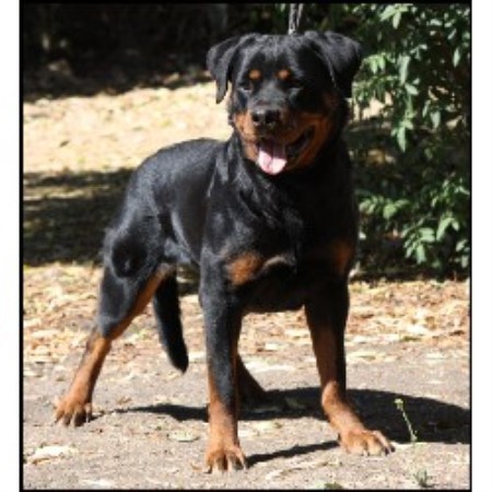 Wild Rose Rottweilers Rottweiler Breeder In Calgary Alberta