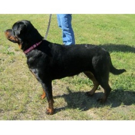 alberta rottweiler rescue rottweilers rottweiler breeder in calgary alberta alberta rottweiler rescue rottweilers rottweiler breeder in calgary alberta