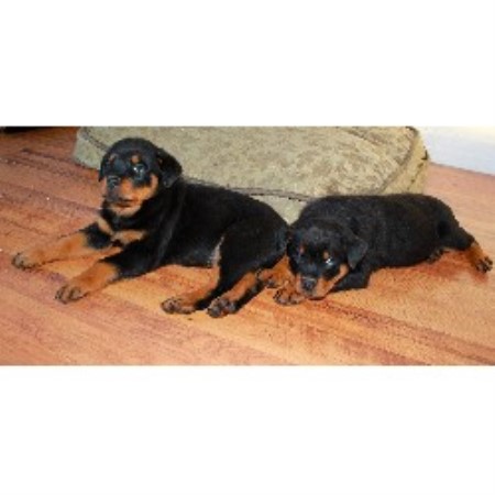alberta rottweiler rescue rottweilers rottweiler breeder in calgary alberta alberta rottweiler rescue rottweilers rottweiler breeder in calgary alberta