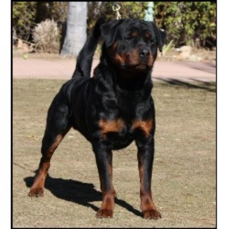 rottweiler rescue sc rottweilers rottweiler breeder in calgary alberta rottweiler rescue sc rottweilers rottweiler breeder in calgary alberta
