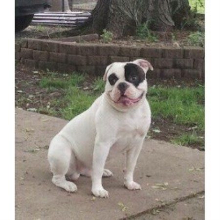 Brickyard American Bulldogs American Bulldog Breeder In North Judson Indiana