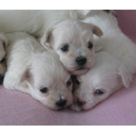 Rosses' Grand Havanese