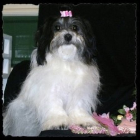 havanese breeder michigan dog rosses grand