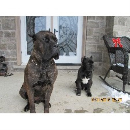 Cane Corso Breeders In Ontario