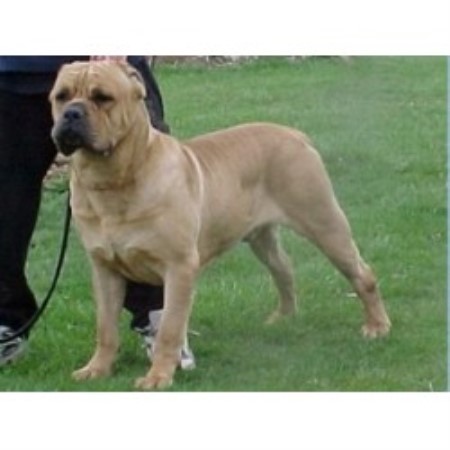Fire And Ice Cane Corso Cane Corso Breeder In Campbellville