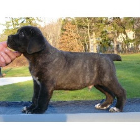 Fire And Ice Cane Corso Cane Corso Breeder In Campbellville