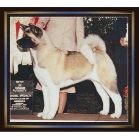 Full Moon Akitas, Akita Breeder in Smithfield, Pennsylvania