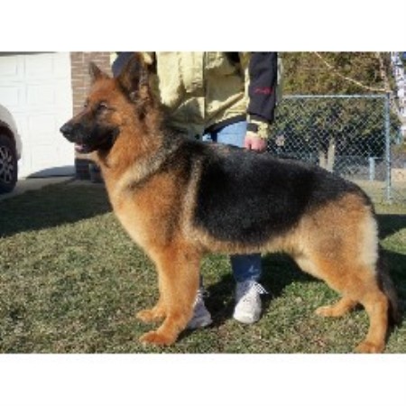 Wind Dancer Kennels, German Shepherd Dog Breeder in ...