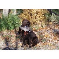 Tohcham Flat Coated Retriever breeder